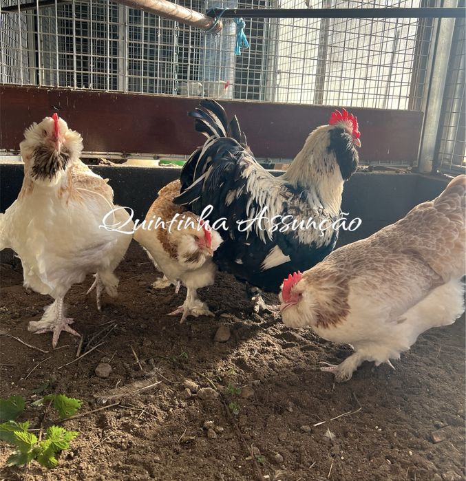 Femeas Galinha Faverolles Francês