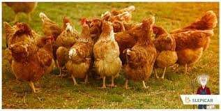 Kury wszystkie rasy młode nioski z jajeczkiem z wolnego wybiegu !