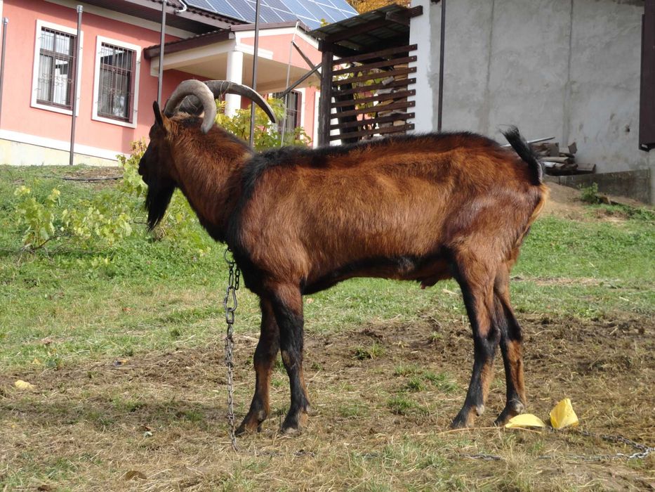 Козел цап 100% альпієць
