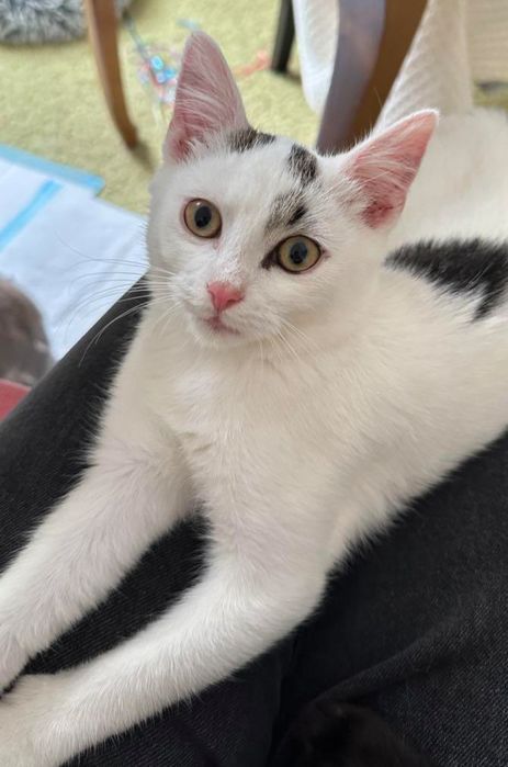 Kocurek Irysek szuka domku