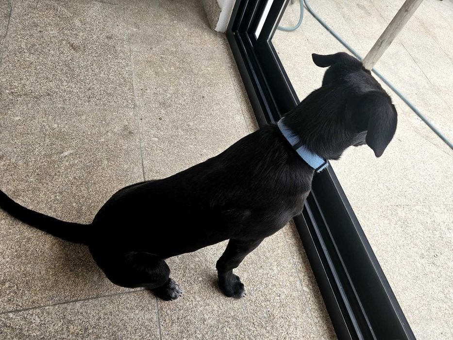 Cão para adoção responsável