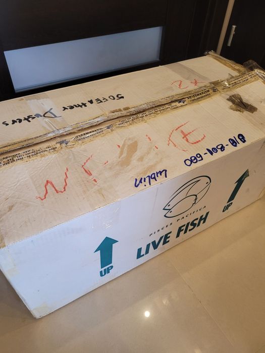 Duży box styrobox styropian pudło do wysyłki ryb transportu akwariowy