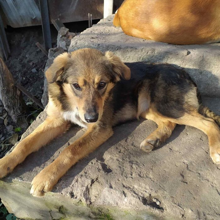 Красивые Щенки бесплатно