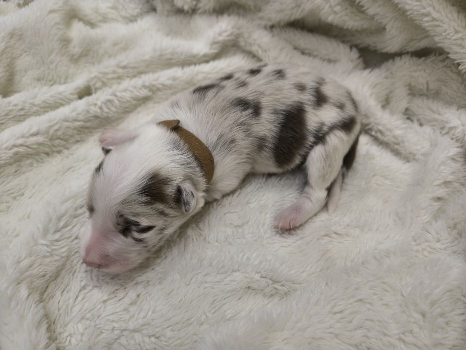 Border Collie Red merle