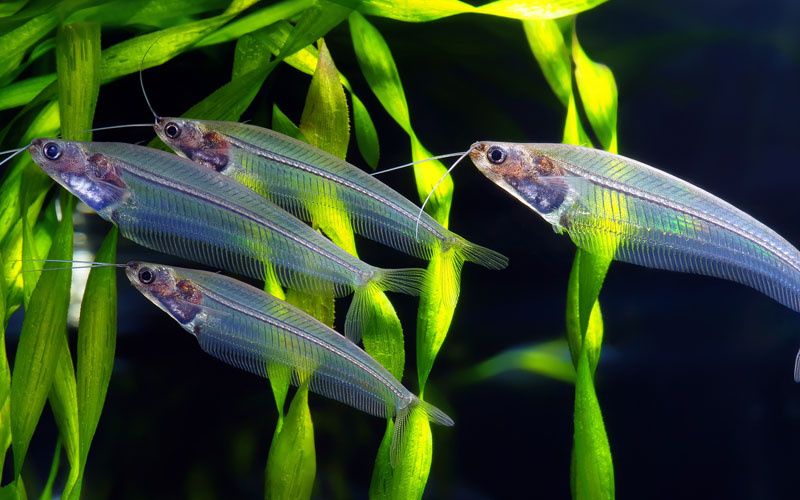 GB Sum, sumik Szklisty