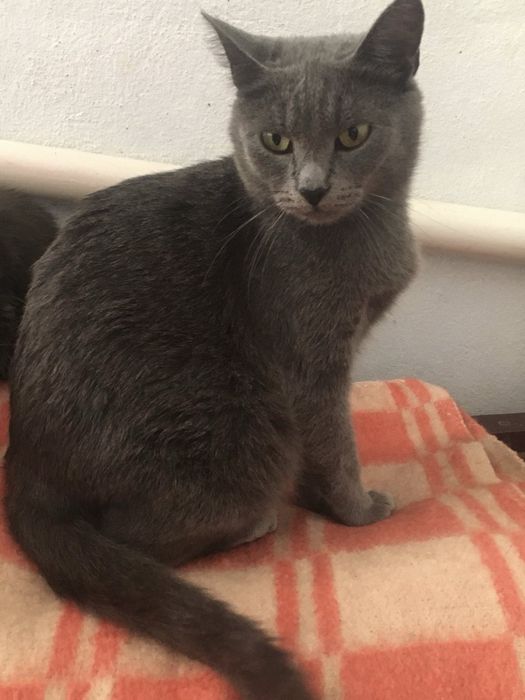 Безкоштовно киця шотландка