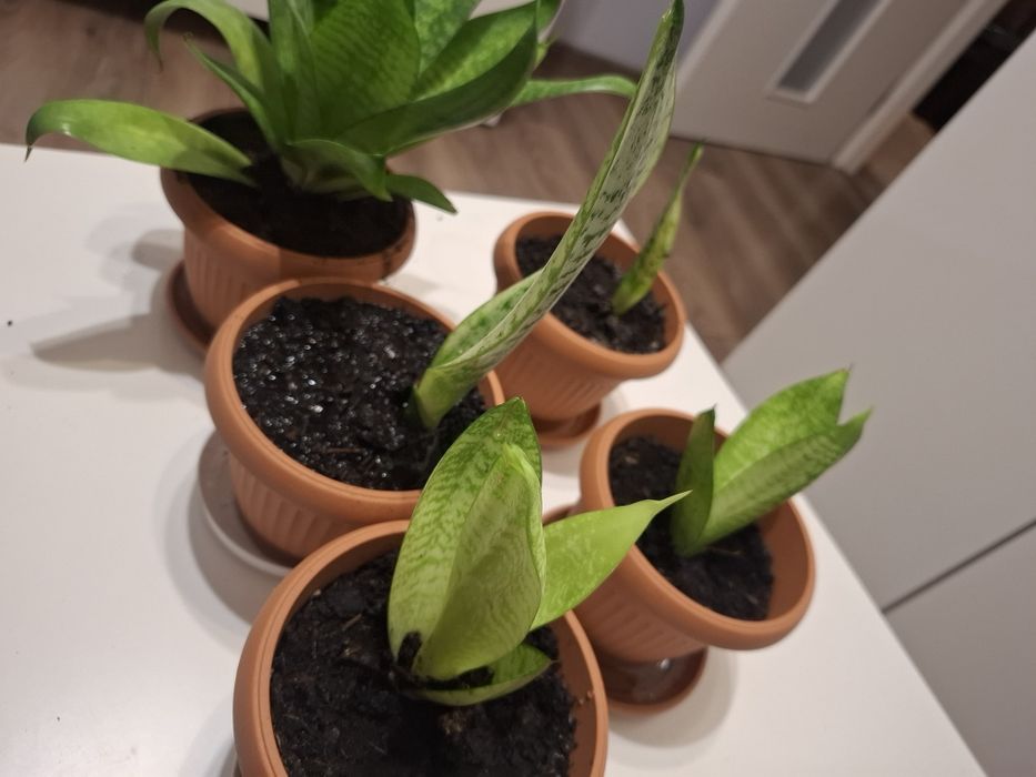 sansewieria gwinejska