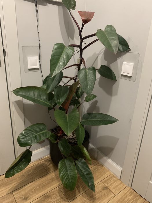 Філодендрон вис 1 ,60