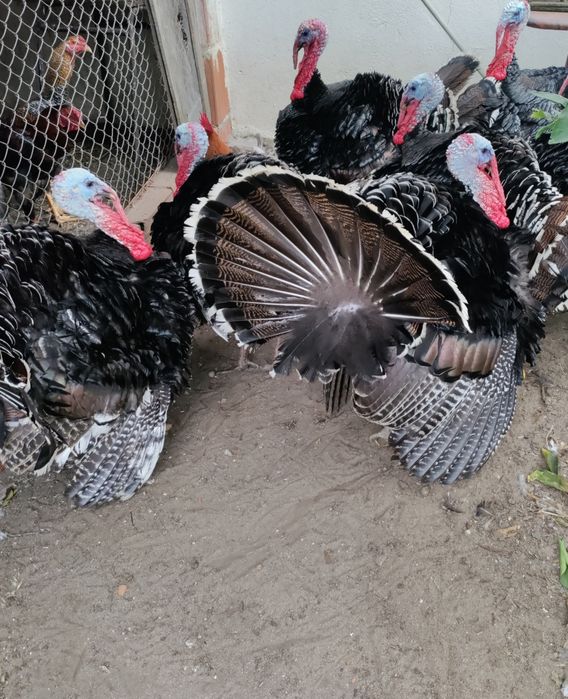 Perus e Peruas do Campo - Ler descrição