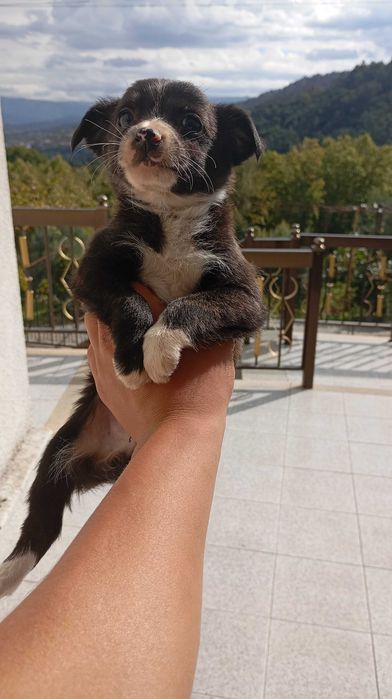 cães filhotes fofos
