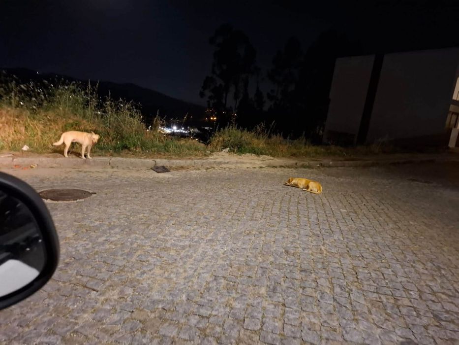 Cães para adocão/familia de acolhimento