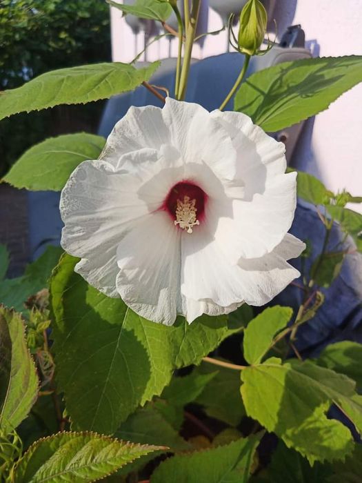 Гібіскус трав'яний