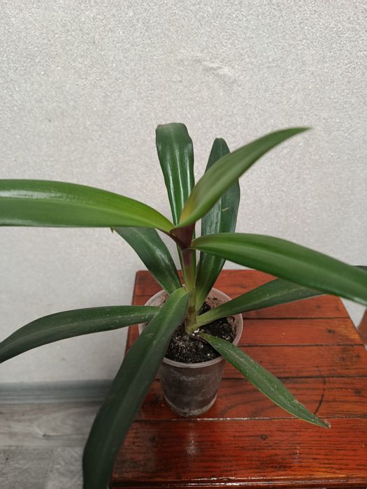 Продам,традесканцію Рео.