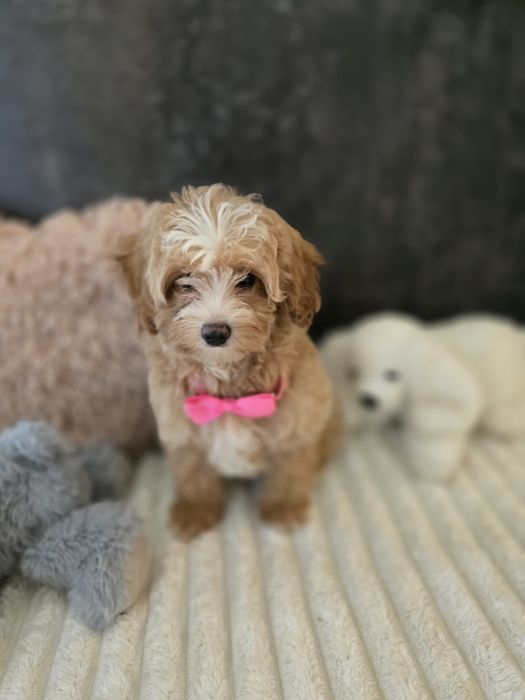 Maltipoo f1b sunia