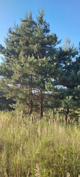 Продам власну садову ділянку