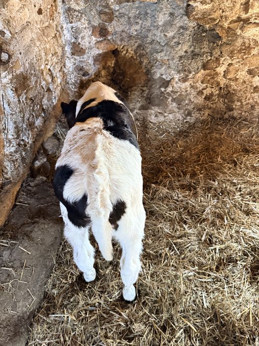 Jałowka do dalszej hodowli