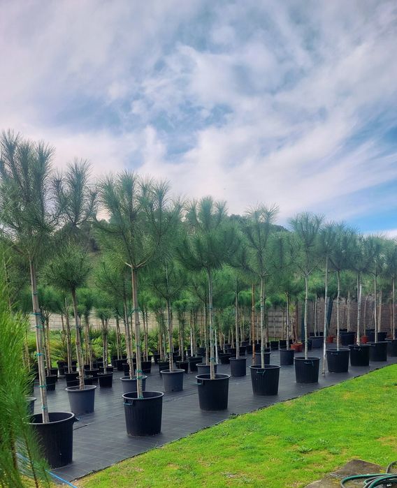 Lote 15 pinheiros mansos 2.20/2.30