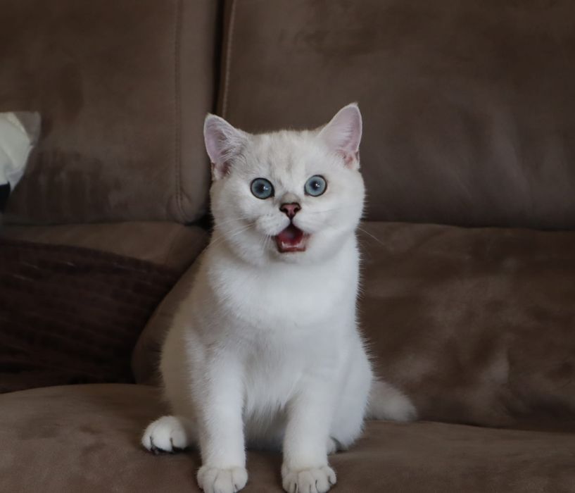 British  Shorthair  silver