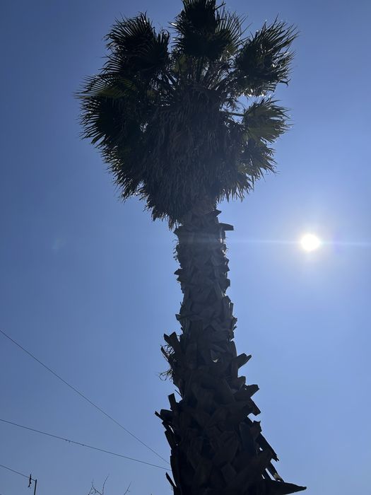 Vasos de Palmeira Washingtonia