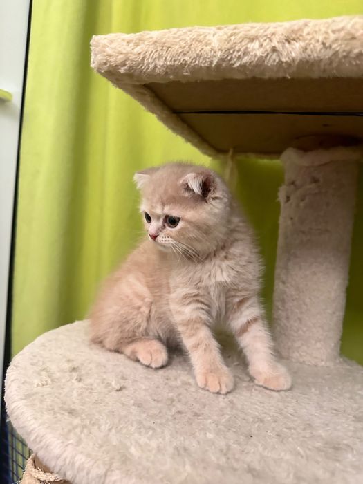 Skottish fold gatinho