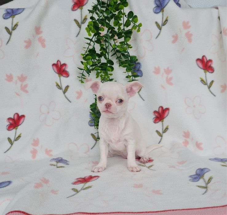 Excecional mini menina Chihuahua.Chiuaua,Qualdd linhagemRussa