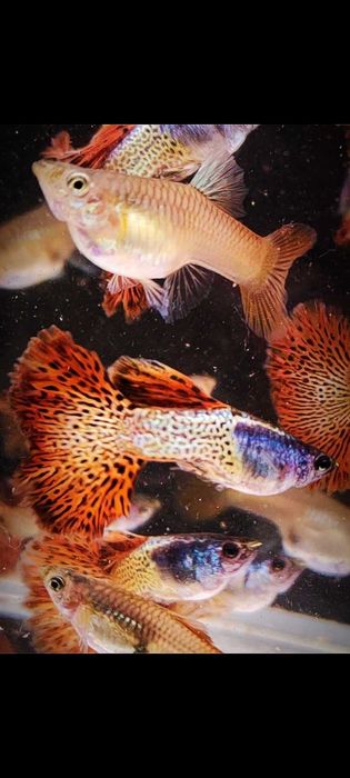 Gupik gupiki Metal Red Lace