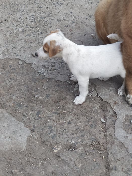 Джек Рассел тер'єр