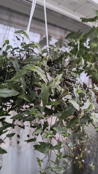 Традесканция мелколистная