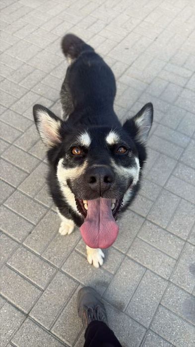 Wandzia prawie husky