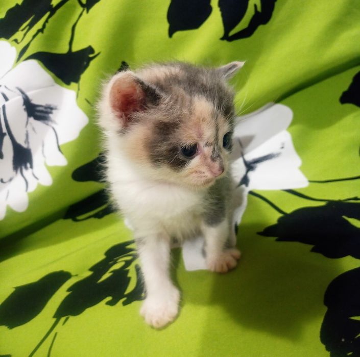 Шотландська принцеса трьох кольорного окрасу  для благополуччя