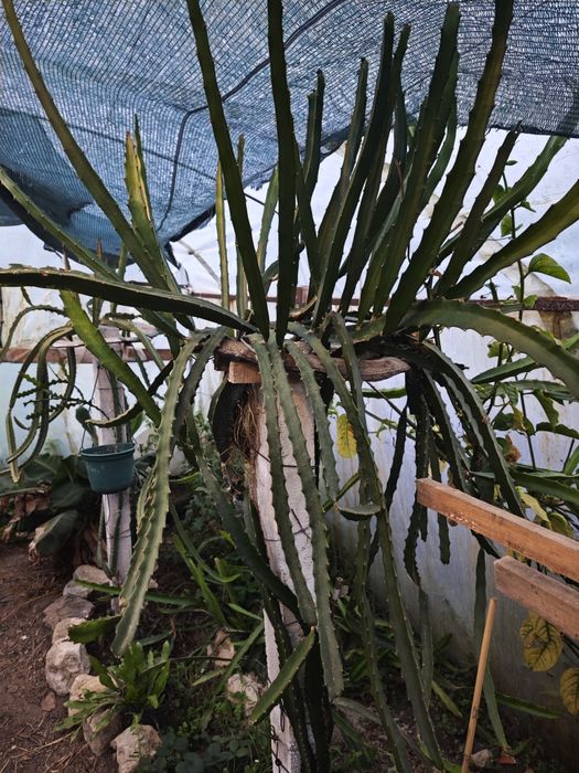 Pitayas auto fértil , autoplonizaveis e comuns  de várias variadades