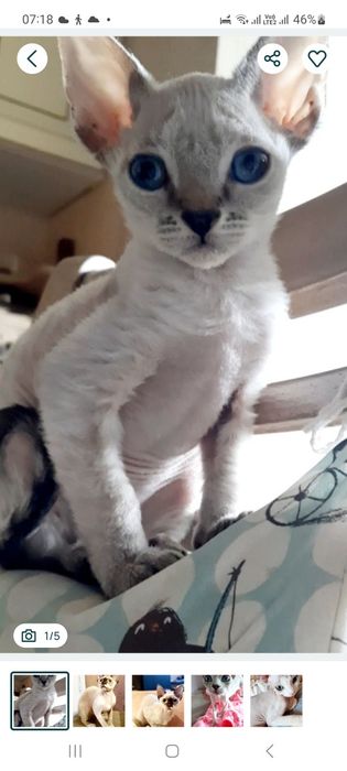 Вязка котика Роял Девон рекс