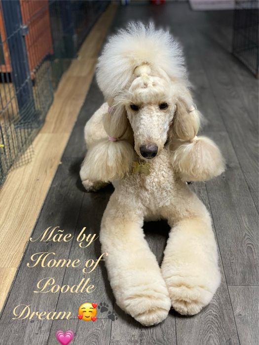 Imperdível!!! Preço especial por 1 semana!!! Linda bebê de Caniche/Poodle Standard procura novo dono!!!
