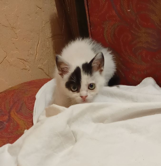 Кото - сім'я безкоштовно