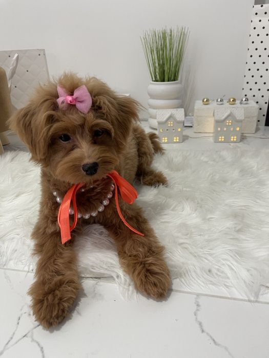 Обіймай і не відпускай  чарівні Помапу тут!