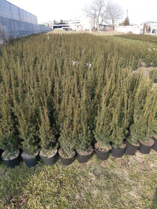 Cis hicksii hilli baccata 80cm taxus