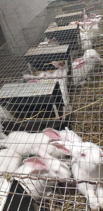 Кролі. Білий Паннон