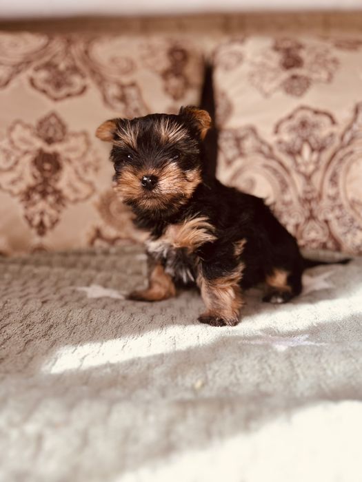 Дітлахи йорків,дівчинка