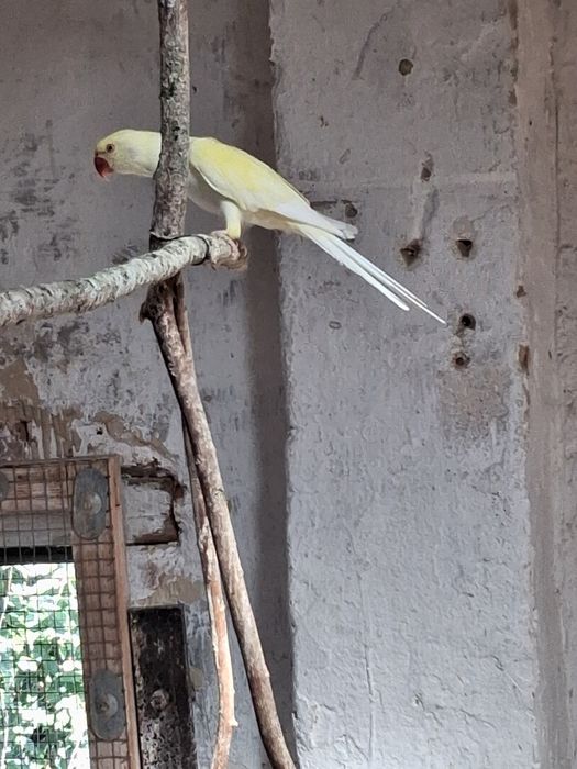 Aleksandretta samiec kremino