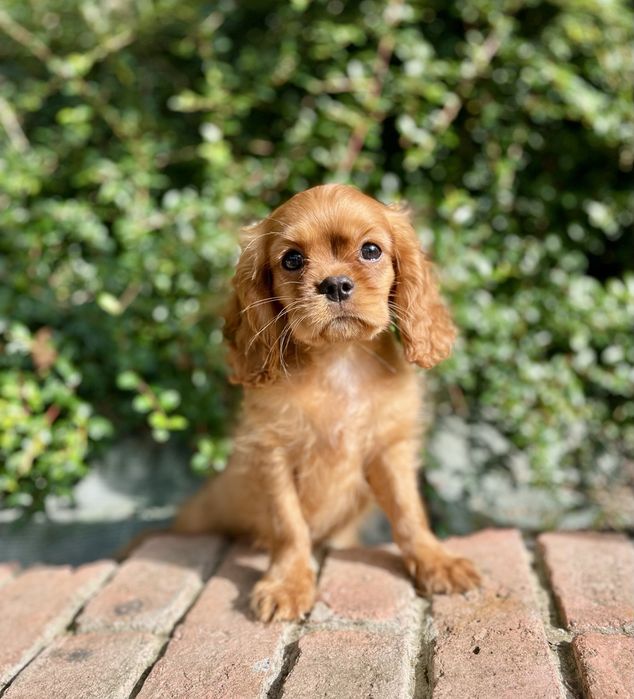 Cavalier king charles spaniel samiec