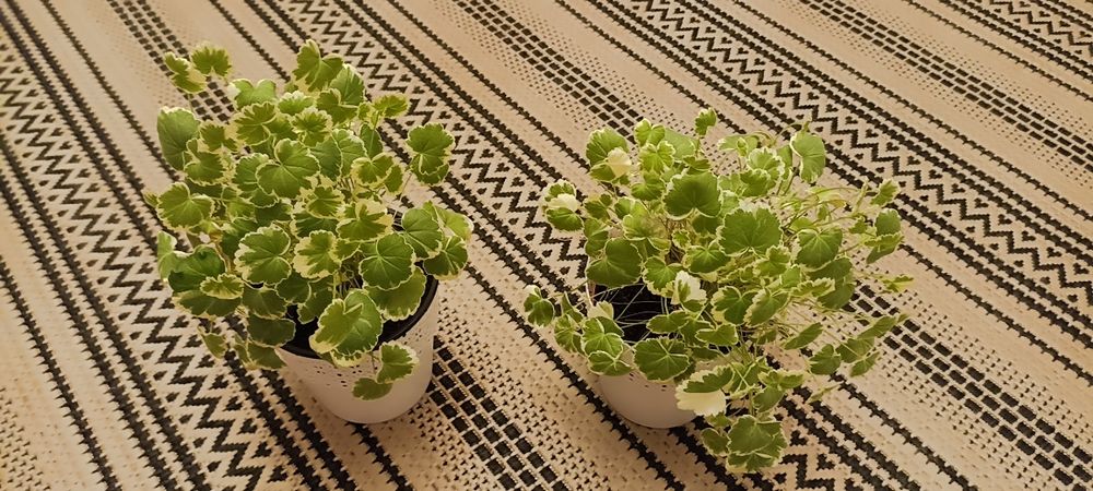 Пеларгонія недорого