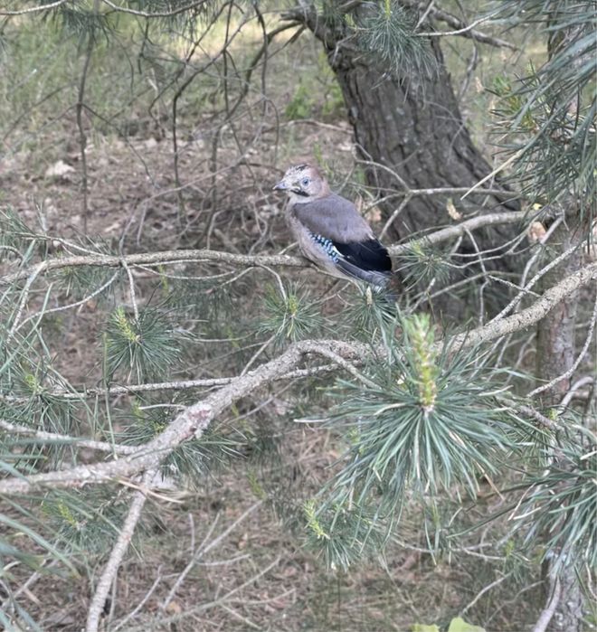 Продам Будинок 56м2, Ремонт, С.Ясногородка, 30кмКиїв