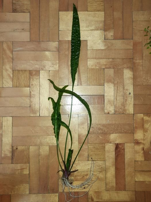 Kryptokoryna zielona