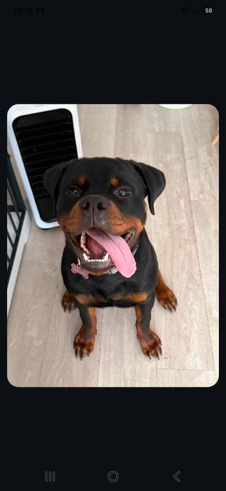 Rotvailer com 6 meses