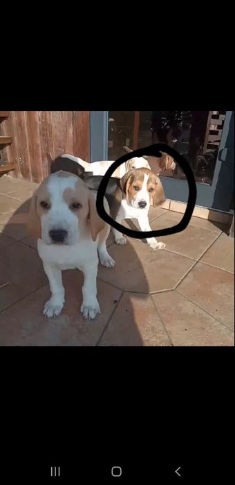 Щенки бигль девочка