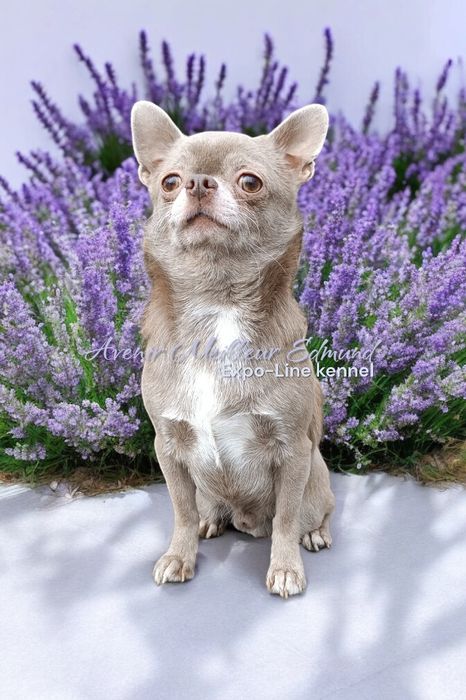 Ліловий "Лімон"для в'язки, чіхуа, FCI