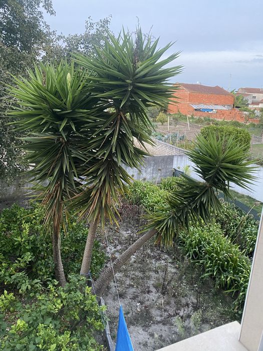 Yuccas adultas - Aveiro