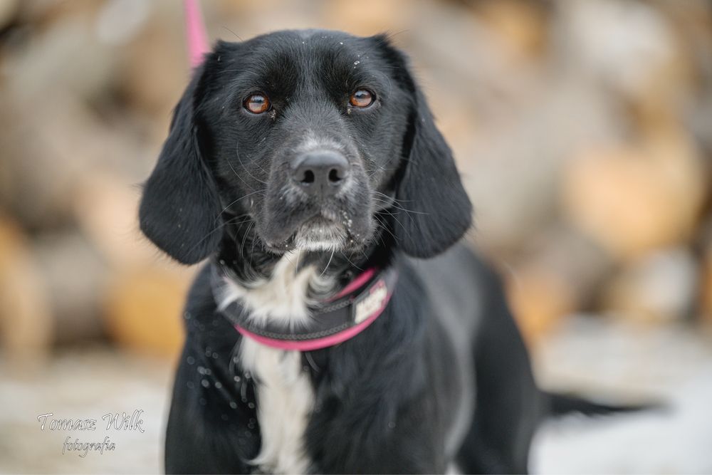 Maniek szuka nowego domu!