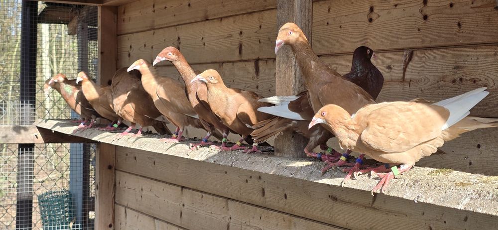 Sprzedam bródki jasne lot