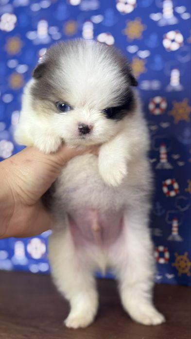 Екслюзивний блакитноокий  ведмедик